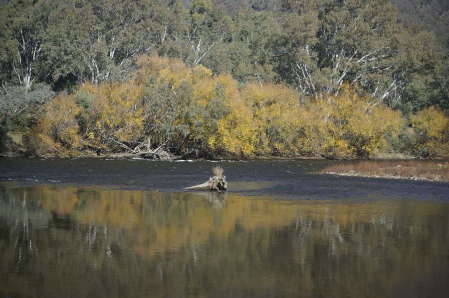 AMCCA Muscle Cars on the Murray 2019 (35) (800x533)